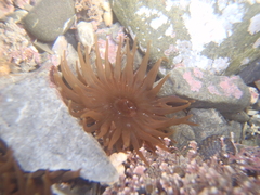 Isactinia olivacea