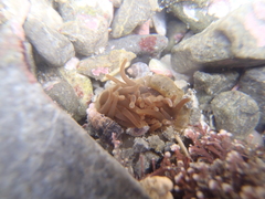 Isactinia olivacea