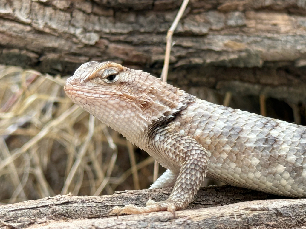 April Lizard Desert Spiny Lizard from Williams, AZ, US on April 12, 2025 at 03:06 PM ...