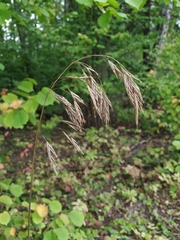 Bromus benekenii