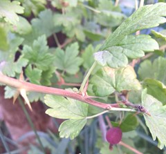 Ribes inerme