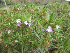 Eremophila freelingii