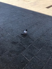 Columba livia domestica