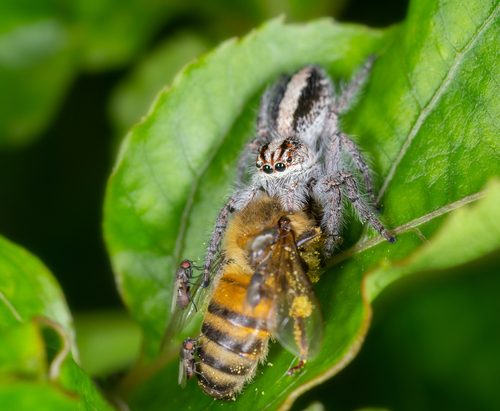 Megafreya sutrix
