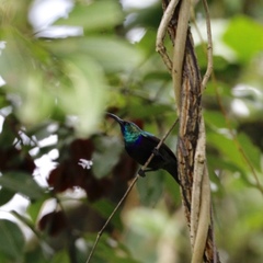 Cinnyris osea decorsei