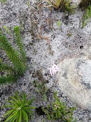 Disa obliqua