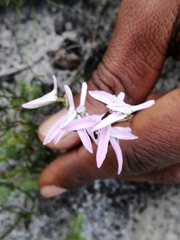 Disa obliqua