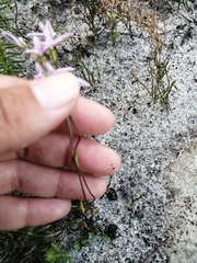 Disa obliqua