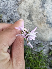 Disa obliqua