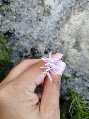 Disa obliqua