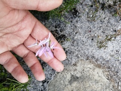 Disa obliqua