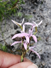 Disa obliqua