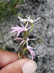 Disa obliqua
