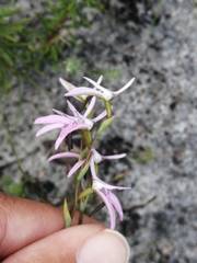 Disa obliqua