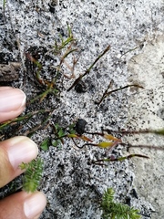 Disa obliqua