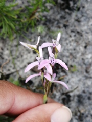Disa obliqua