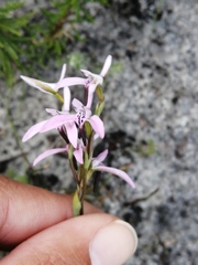 Disa obliqua