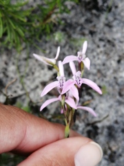 Disa obliqua
