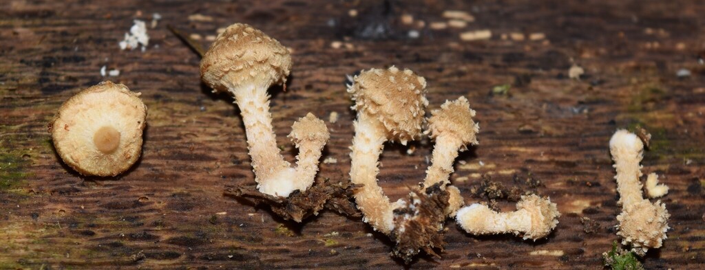 Pholiota subflammans · April 2025 · photo: © davidwhyte (iNaturalist, cc-by-sa)