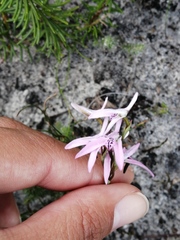 Disa obliqua