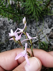 Disa obliqua