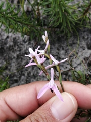 Disa obliqua