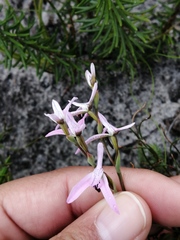 Disa obliqua