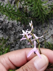 Disa obliqua