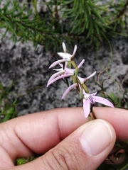 Disa obliqua