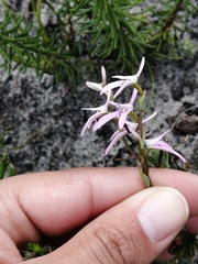 Disa obliqua
