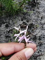 Disa obliqua
