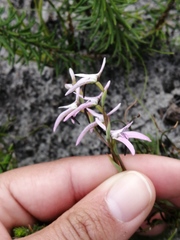 Disa obliqua