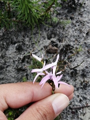 Disa obliqua