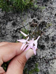 Disa obliqua