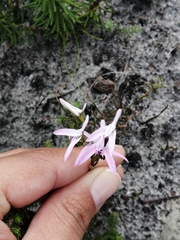Disa obliqua