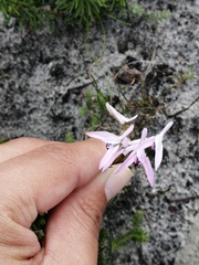 Disa obliqua