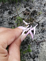 Disa obliqua