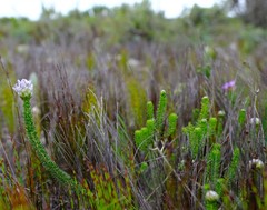 Aspalathus globulosa