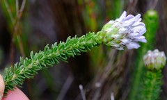 Aspalathus globulosa