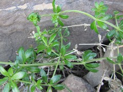Galium tomentosum