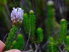 Aspalathus globulosa