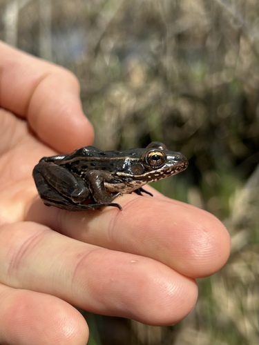 Atlantic Coast Leopard Frog — photo 1