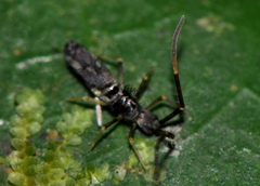 Paronellidae