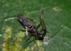 Paronellidae