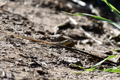 iNaturalist observation photo of Common Side-blotched Lizard