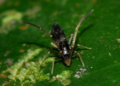Paronellidae
