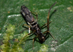 Paronellidae