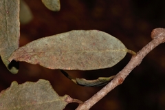 Tapinanthus forbesii image
