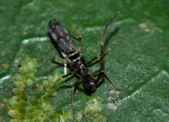 Paronellidae