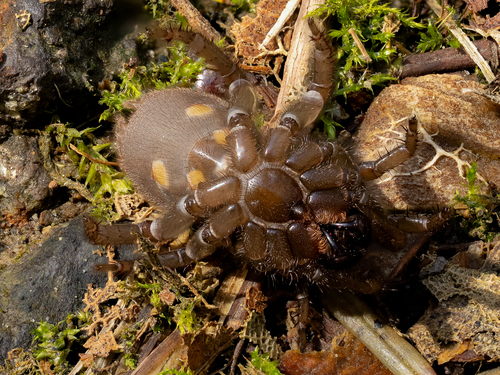 Pacific Foldingdoor Spider
